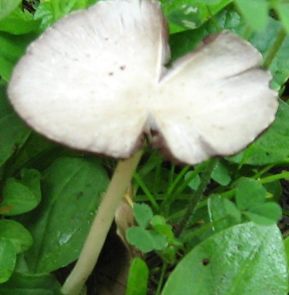 Escursione a Limestre e funghi da identificare